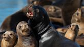 'Essentially a gas station,' fishy feast draws sea lions to Pier 39 in numbers not seen in 15 years