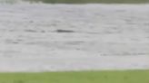 Is that a shark? Man films finned creature swimming around in Hurricane Ian flood waters