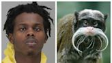 Man Accused of Stealing Monkeys from the Dallas Zoo Says "I'd Do It Again"