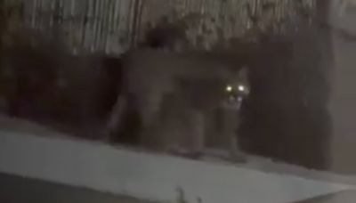 Mendoza: apareció un puma en el patio de una casa en un barrio privado