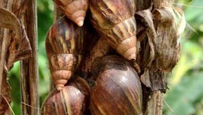 In Kerala's Kottayam, African Snails Are A New Menace For Farmers - News18