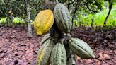 Persistent dry, hot weather worries Ivory Coast cocoa farmers