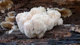 Health benefits of lion’s mane mushroom: Boost immunity, reduce anxiety with this unique fungus