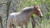 Australia approves aerial culling of wild horses after banning it more than two decades ago