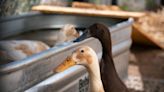 Pet Duck Hops for Joy Over Mealtime and It’s Absolutely Adorable