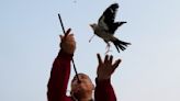 AP PHOTOS: Beijingers play fetch with migratory birds in traditional game