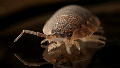 This Affordable Household Cleaner Eliminates Bed Bugs in 24 Hours