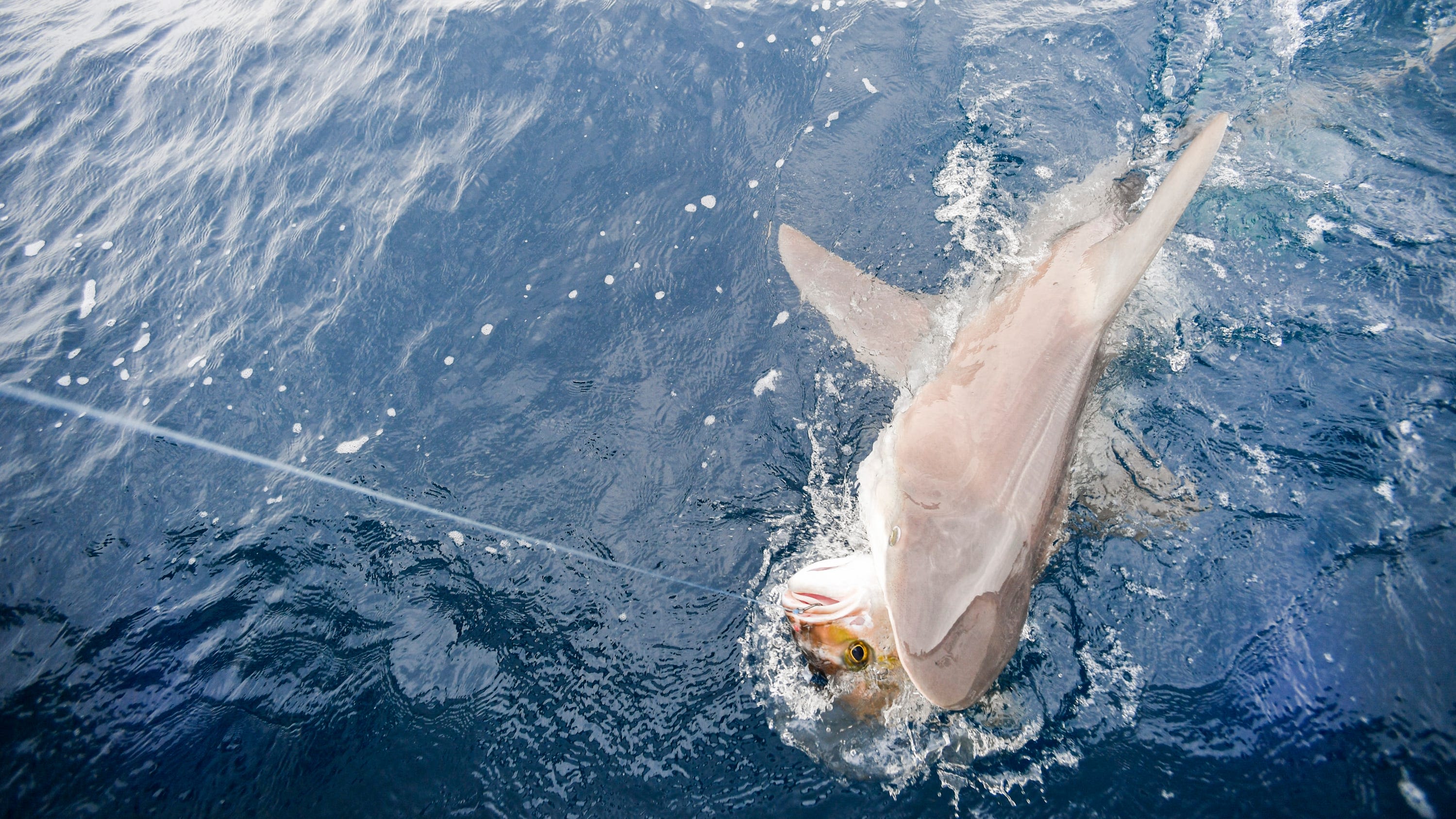 Shark-repellent ideas go from creative to weird, but the bites continue