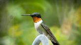 HummerBird Celebration: Here's your guide to the annual Rockport birding event