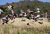 Birds of Australia