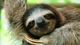 Zika-like virus found in sloths spreads from Amazon to humans