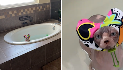 Hairless cat wearing a shower cap refuses to get out of the bath: "Nope"