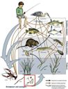 Food web