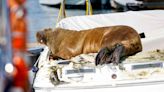 Freya the Walrus Euthanized by Norway Officials Over Public Safety Fears
