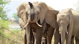 Safari tourist crushed to death by elephants after leaving car 'for a close-up'