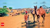 Camel breeding incentives in Rajasthan | Jaipur News - Times of India
