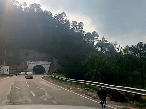 Abandoned cattle on Solan-Shimla Highway