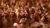 Pilgrim’s Pride loses bid to block US chicken growers' class action