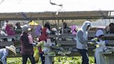 Homeland Security to double seasonal worker visas for '24