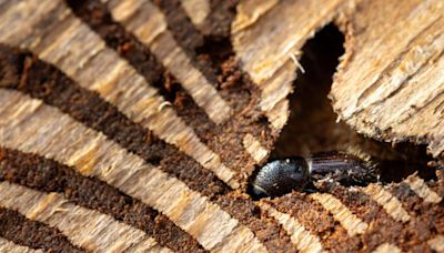 Les scolytes, de petits insectes redoutables qui s'attaquent au bois et ravagent des forêts entières