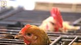 丹麥西班牙及波蘭爆高致病性H5N1禽流感 疫區禽產品禁輸港