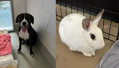 Are you looking for me? Lost animals taken to Animal Welfare League of Alexandria