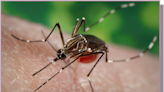More mosquitoes biting in Northern California after spring storm. Here's what to know.