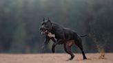 Happy Dog at Boarding Perfectly Matches Caretaker's Energy in Epic Dance Party