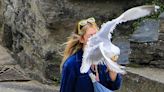 Posties forced to wear disguises and safety hats as seagull gang take over town