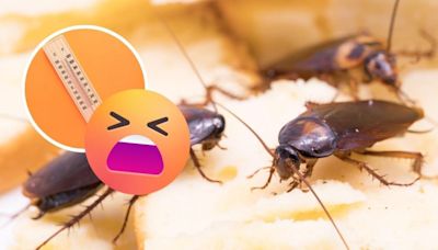 ¿Qué es la ‘super cucaracha’, el terrorífico insecto por el que todos temen en esta época de calor?