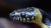 'Exceedingly rare' wolf snake captured on film in Tibet