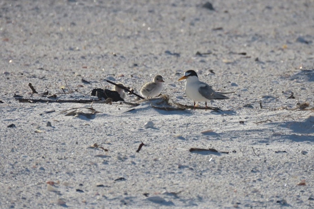 Shorebird colonies on Longboat continue solid nesting season | Your Observer