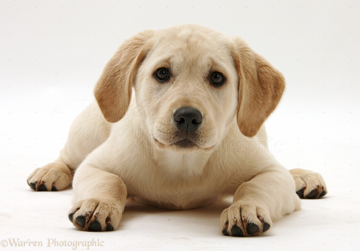 Dog: Yellow Labrador Retriever puppy photo - WP34882