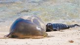 Newborn Hawaiian monk seal pup dies on Oahu’s North Shore | News, Sports, Jobs - Maui News