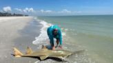 Man fishing on Sanibel beach reeled in a fish he described as 'prehistoric' looking