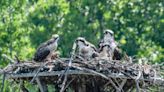 Catawba Lands Conservancy preserves Gaston County land with $1.1 million grant