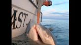 Massive tiger shark landed during ‘team-building’ fishing trip