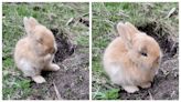 停車場發現小兔子 逮捕過程就很有戲劇性 網民笑了：命中注定