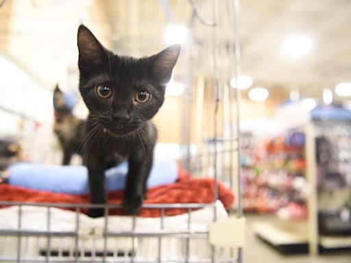 Fostering a kitten? A Californian university wants to hear from you