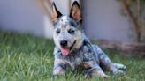 Husband Overcome with Emotion After Being Surprised with Blue Heeler Puppy