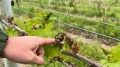 Late-spring frost deals severe blow to Upstate New York vineyards