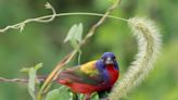 A rare, colorful ‘rock star’ bird is drawing feather fans to Raleigh to catch a glimpse