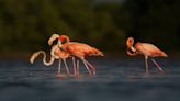 Flamingo census numbers cause for celebration, but one big question remains