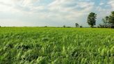 Dale C. Maley: Weston Cemetery provides a glimpse of prairie before settlement