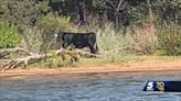 Watch: Oklahomans dub mysterious loose bovine 'Thundercow'