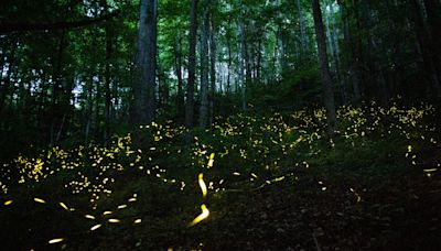 Want to watch fireflies light up the Smoky Mountains in 2024? Here's when and where