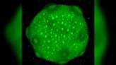 Cerebral organoids: What are lab-grown 'minibrains'?