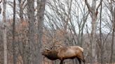 Wisconsin Hunters Will Get More Chances to Hunt Elk This Fall