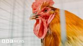 Beckingham: Three arrested in cockfighting investigation