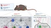 Inhibition of epigenetic control enzymes in immune cells as a potential new starting point in cancer immunotherapy